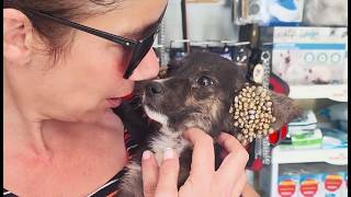 Rescuing a TickInfested Puppy A Heartwarming Journey to Health and Happiness [upl. by Nodarb]