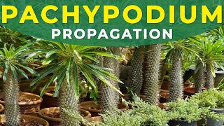 PACHYPODIUM PROPAGATION FROM SEEDS  Madagascar palm tree growing [upl. by Zabrine]