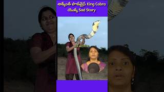 longest King Cobra ever lived  kingcobras factsintelugu factsshorts telugufacts [upl. by Atika895]