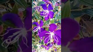 Tibouchina semidecandra [upl. by Hurst900]