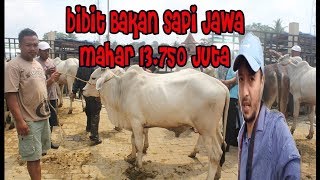 Riveu Harga Sapi Jawa Pasar Ambarawa Semarang Maret 2018 [upl. by Auohp]