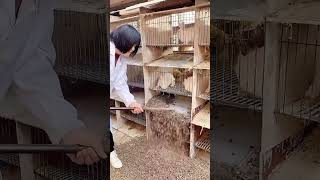 Rabbit cage cleaning process [upl. by Granlund676]