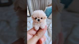 Do you like dogs doglover funny cute [upl. by Nona]