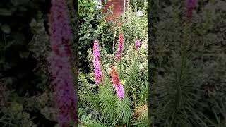 Liatris aka Blazing Star in bloom with bees [upl. by Muirhead]