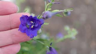 Delphinium grandiflorum Blue Butterfly  Siberian larkspur Chinese larkspur [upl. by Erej]