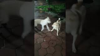 Dogs teasing each other shortvideo dog teasing [upl. by Lenee810]