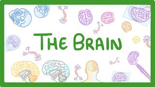 GCSE Biology  The Brain 30 [upl. by Pinette]