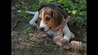 Bluetick Coonhound puppy makes friends with BEAGLE BOYS [upl. by Lenes]