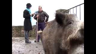 Bixkor el jabalí mascota de un vecino de Navarra [upl. by Fabian]