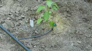 How To do Drip Irrigation with Emitters [upl. by Stanislaw277]