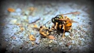 Wasps vs Bees [upl. by Whorton]