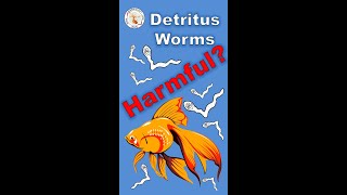 Detritus Worms Harmful How to get rid of them👉goldfishcorner [upl. by Sergent787]