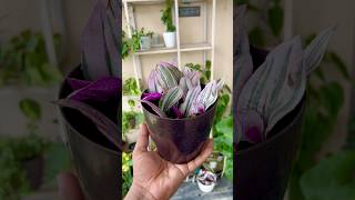 Inch Plant  Tradescantia Zebrina Propagation  How To Propagate Inch Plant shorts gardening [upl. by Leahcar]