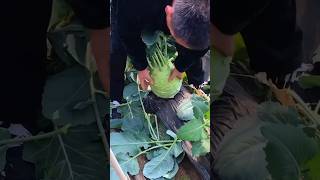 kohlrabi You know this vegetable foodlover garden [upl. by Latoya]