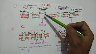 Agonist amp Antagonist  What is Agonist   What is Antagonist   Agonist definition  Pharmacology [upl. by Idette]