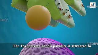 Toxoplasmosis  Toxoplasma gondii  Structure Life cycle Symptoms Treatment  NEET Biology in 3D [upl. by Ahsima]