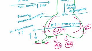 SYNTHESIS amp DEGRADATION OF ACETYLCHOLINE PHARMACOLOGYMADEEASY [upl. by Ekalb360]