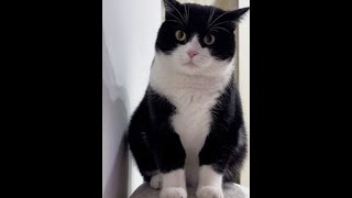 奶牛猫 黑猫警长 小猫咪怼脸杀视频 我镜头下的小猫 这小猫不得给我迷死啊 [upl. by Olgnaed939]