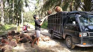 efek buah ngak ada canter libur dulu ELTOR beraksi [upl. by Folger497]