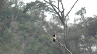 Lophornis helenae  Blackcrested Coquette 02 The smallest hummingbird in Honduras [upl. by Salli]