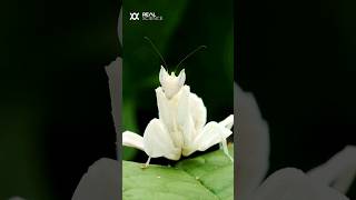 The Incredible Deception of the Orchid Mantis [upl. by Alyam]