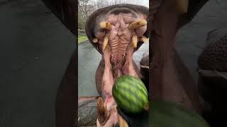 Hippo eating watermelon 🍉🦛 [upl. by Wack652]