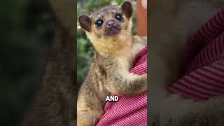 The Kinkajou The Adorable Night Owl of the Rainforest [upl. by Acirej]