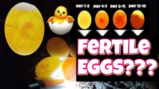 How to check if an egg is fertile and development stages egg candling [upl. by Gallenz987]