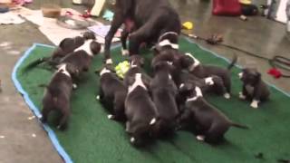 Blue Pit Bull Puppies playing w mom [upl. by Naejarual]