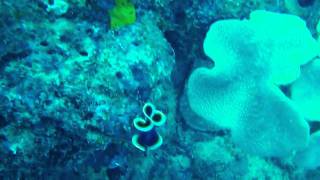 Beautiful swimming flatworm on the Great Barrier Reef [upl. by Anihsat]