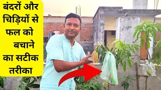 बंदरों और चिड़ियों से फल को बचाने का सटीक तरीका  How To protect mango fruits in Pot [upl. by Eico]