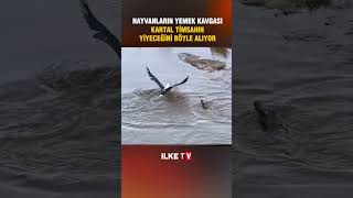 Kartal ve timsahın yemek kavgası shorts kartal timsah ilketvhaber [upl. by Iral]