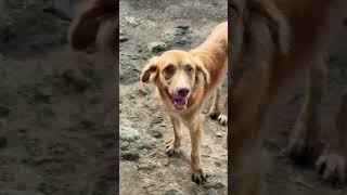 Jockie  Lockie 2 with Laal gang pets cat dog life love [upl. by Ayel780]