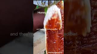 Honey Nature’s Liquid Gold HoneyFacts LiquidGold BeeMagic Superfood NaturalSweetener [upl. by Servetnick]