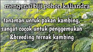 Mengenal biji pohon kaliandratanaman untuk pakan kambingpenggemukanampbreeding [upl. by Wey]