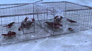 How Seafood is Caught Traps [upl. by Gerrard]