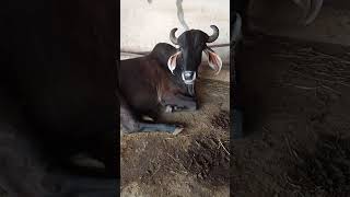 At farm gir junagadh gujarat cow [upl. by Ainegue517]