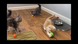 6 week old Maine Coon kittens playing [upl. by Yelik]