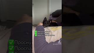 schipperke собака шипперке собаки [upl. by Malone]