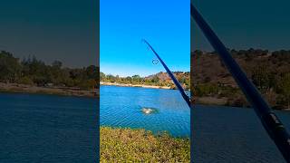 Almaden lake bass fishing in Sanjose ca bassfishing fishing trendingshorts [upl. by Yreffoeg]