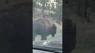 You can look right in his eye WOW Custer State Park [upl. by Ashman]