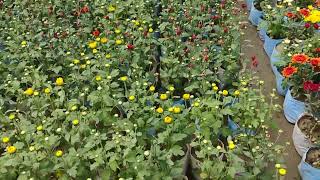 Mix Colour fool Guldaudi plant  9576382000 all india Home delivery services plant [upl. by Zeuqram]