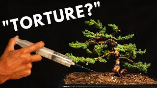 The Biology Behind Bonsai Trees [upl. by Ahsineg]