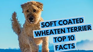 Soft Coated Wheaten Terrier  TOP 10 Interesting Facts [upl. by Spratt]