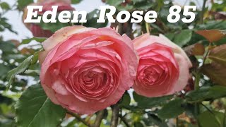 Eden Rose 85  A musthave rose in your garden 3 years old [upl. by Malena]