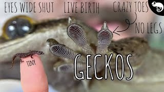 Geckos All of the Geckos  Phylogeny of Lizards [upl. by Stav]