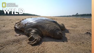 Rare Giant SoftShell Turtle Released Into the Wild  Nat Geo Wild [upl. by Glanti]