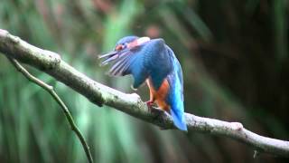 IJsvogels van de Makkumer Waard HD 1080P [upl. by Notrem]