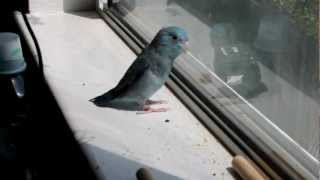 Parrotlet Singing [upl. by Bjorn]