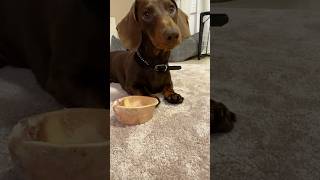 🦴lecker Knochen 🦴 dachshund dackel такса teckel [upl. by Ammadas38]